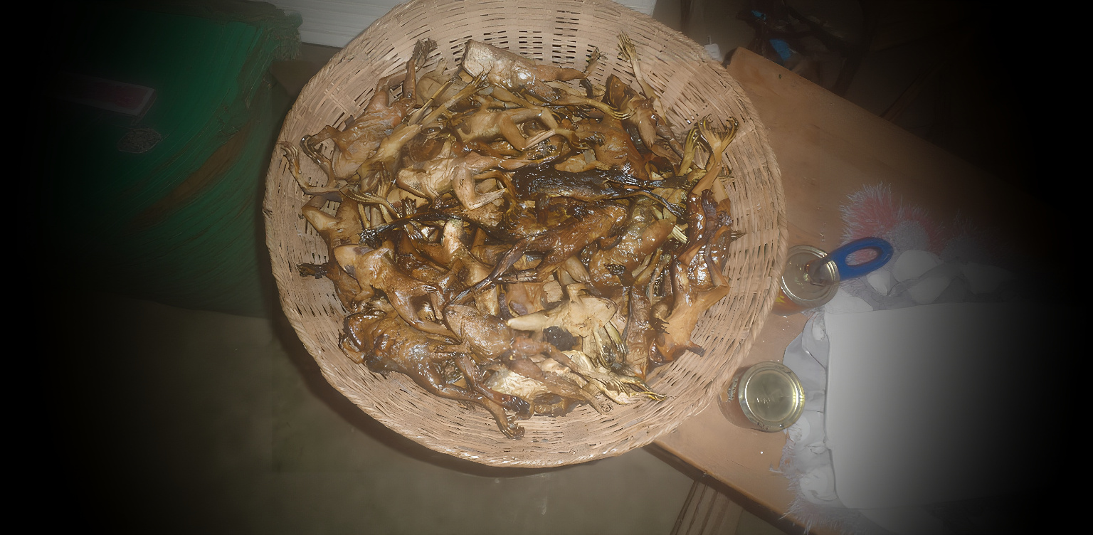 Grenouilles comestibles fumées